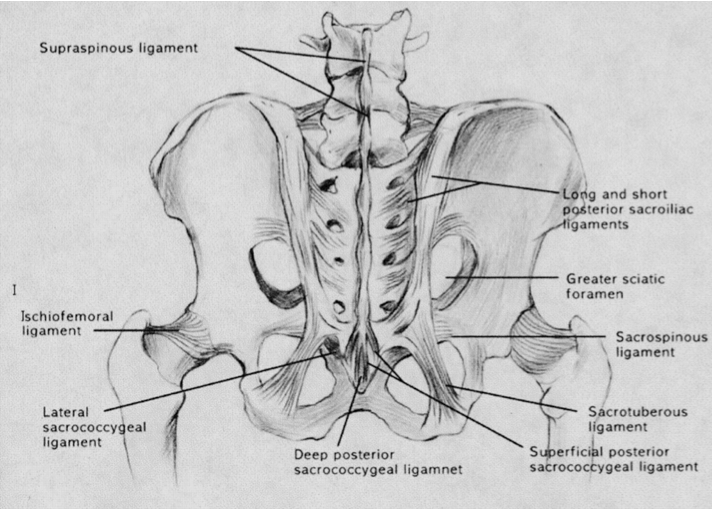 Fig 1 SI joint Anatomy.jpg